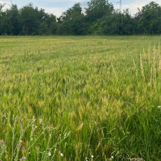 DROME ARDECHE IMMOBILIER : Terrain | CHATUZANGE-LE-GOUBET (26300) | m2 | 116 500 € DROME ARDECHE IMMOBILIER : Terrain | CHATUZANGE-LE-GOUBET (26300) | m2 | 116 500 €