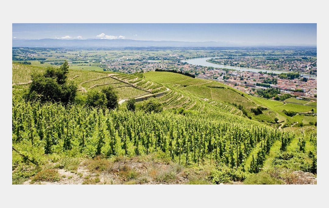 DROME ARDECHE IMMOBILIER : Terrain | CROZES-HERMITAGE (26600) | 0 m2 | 93 000 € 