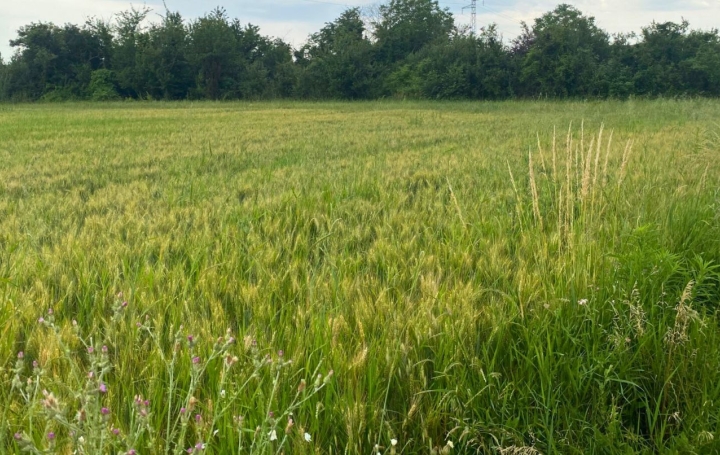 Terrain CHATUZANGE-LE-GOUBET 116 500 € Terrain CHATUZANGE-LE-GOUBET 116 500 €